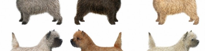 A variety of adult Cairn Terrier coat colors.