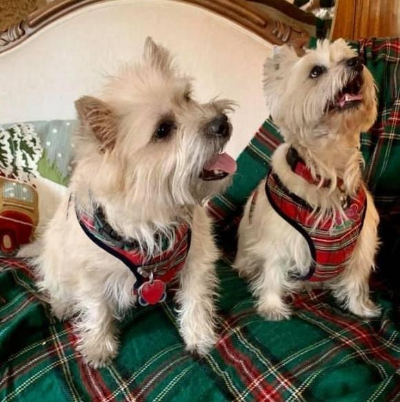 Two Wheaton colored adult Cairns Terriers in plaid harnesses. One male and female