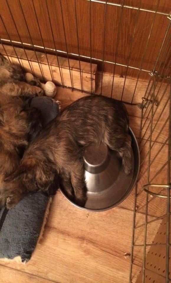 Puppy sleeping in food dish