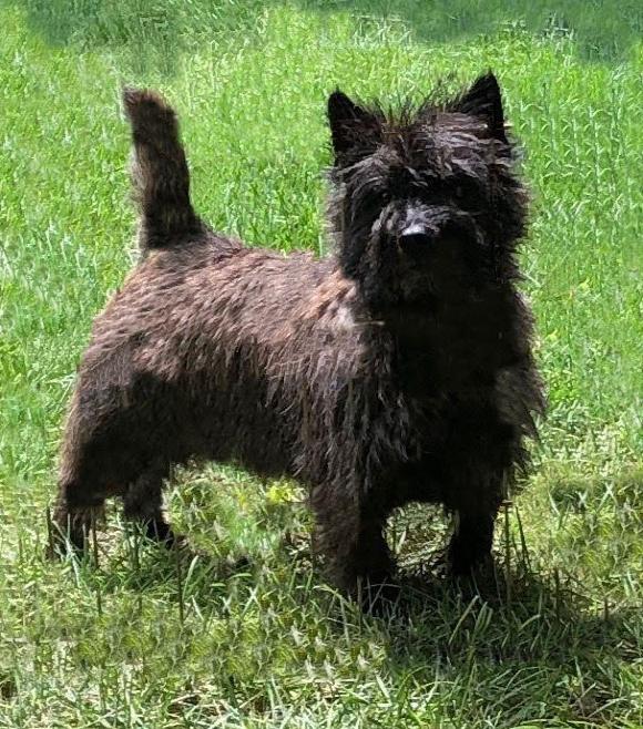 Dark brindle adult Cairn Terrier standing at attention.
